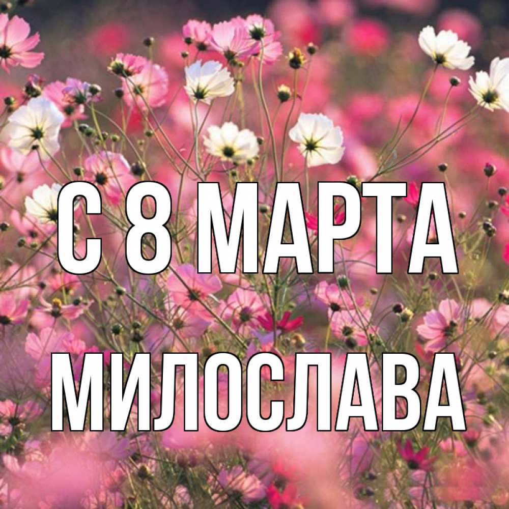 Открытка на каждый день с именем, Милослава С 8 МАРТА красиво 1 Прикольная открытка с пожеланием онлайн скачать бесплатно 