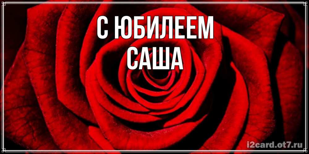 Открытка на каждый день с именем, Саша С юбилеем алая роза Прикольная открытка с пожеланием онлайн скачать бесплатно 