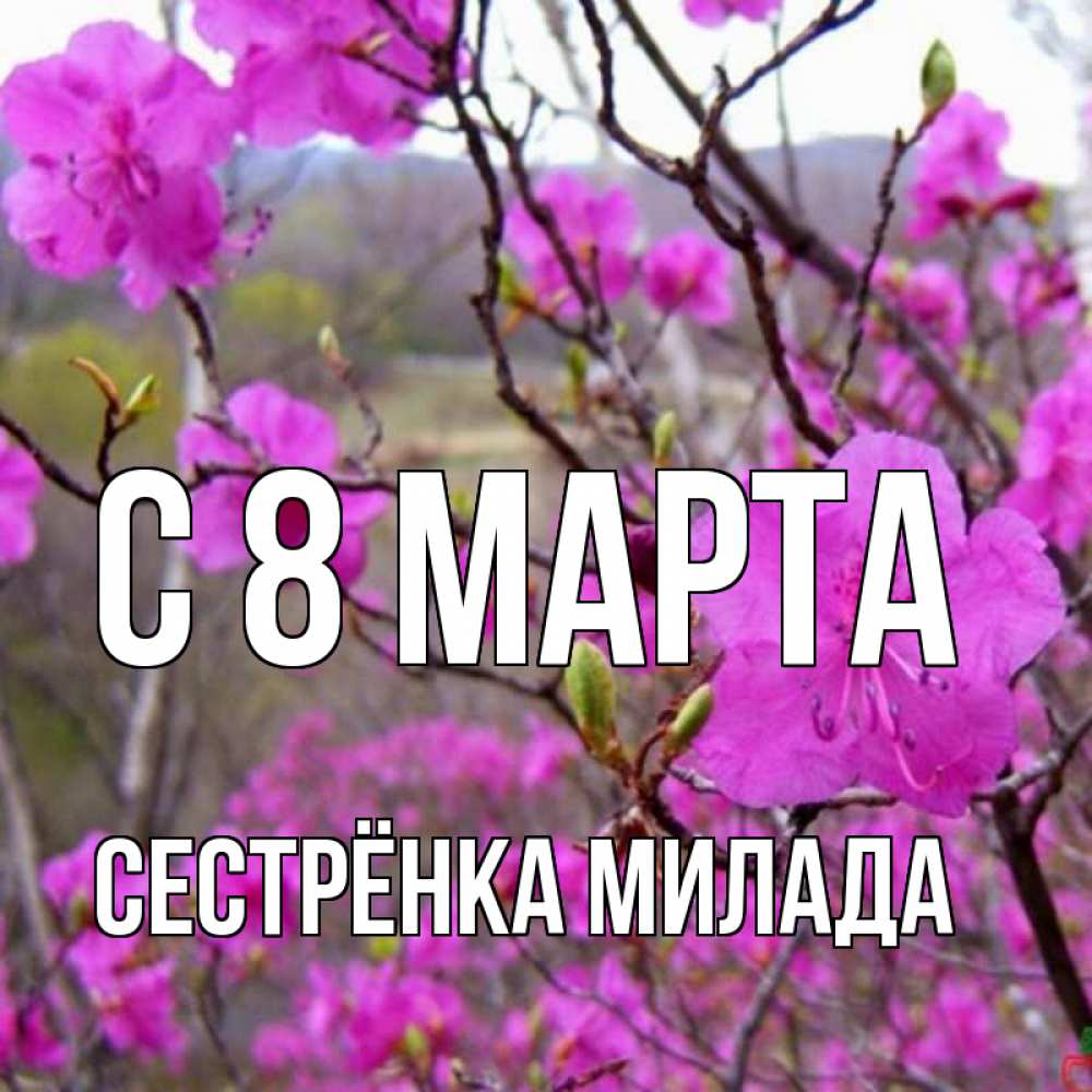 Открытка на каждый день с именем, Сестрёнка-Милада С 8 МАРТА международный женский день Прикольная открытка с пожеланием онлайн скачать бесплатно 