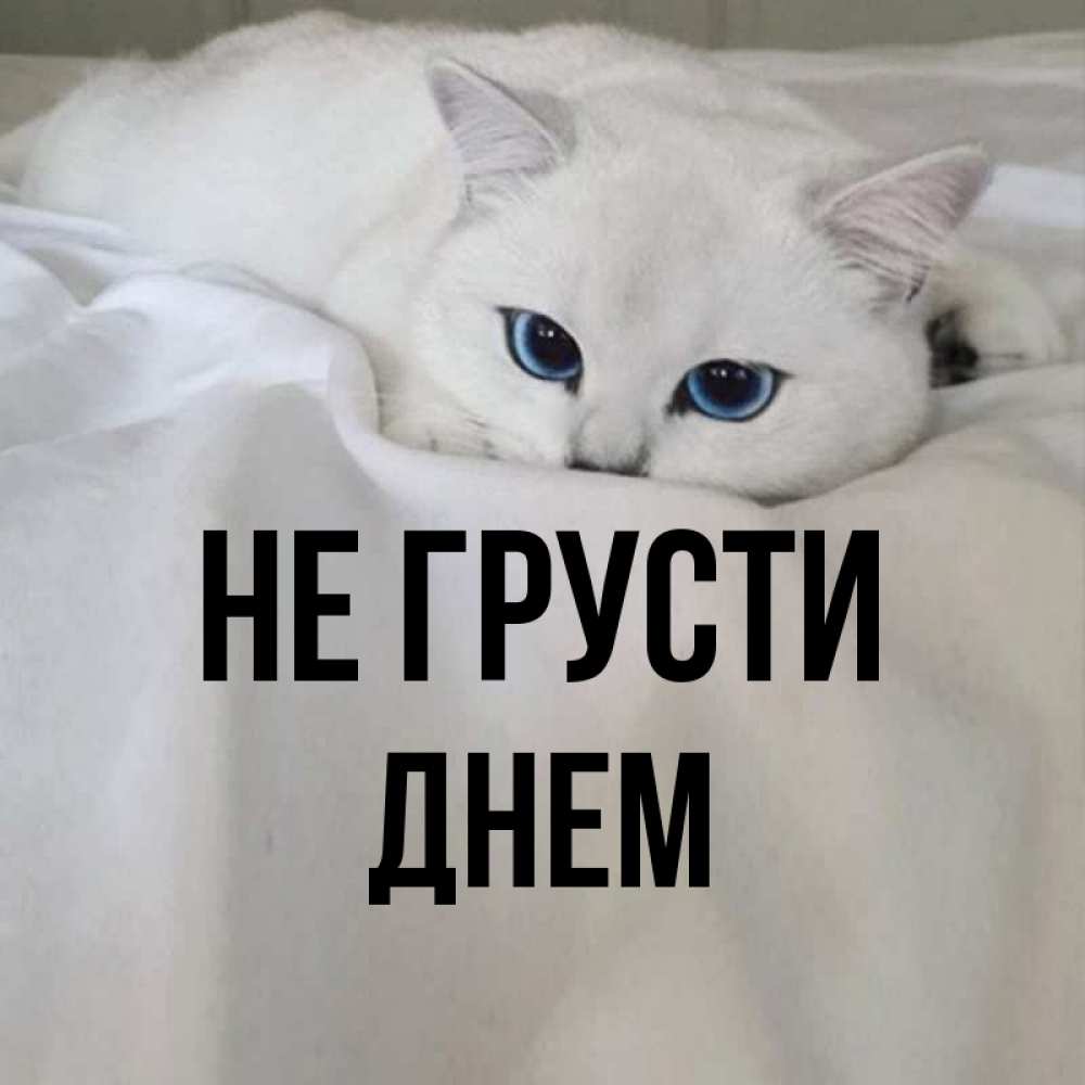 Кот улыбается. Как грустить весь день. Как грустить весь день. Не грусти улыбнись. Улыбающийся цветок.