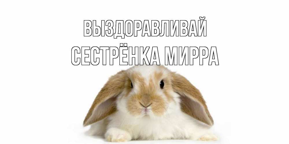 Открытка на каждый день с именем, Сестрёнка-Мирра Выздоравливай вислоухий кролик белого и коричневого цвета Прикольная открытка с пожеланием онлайн скачать бесплатно 