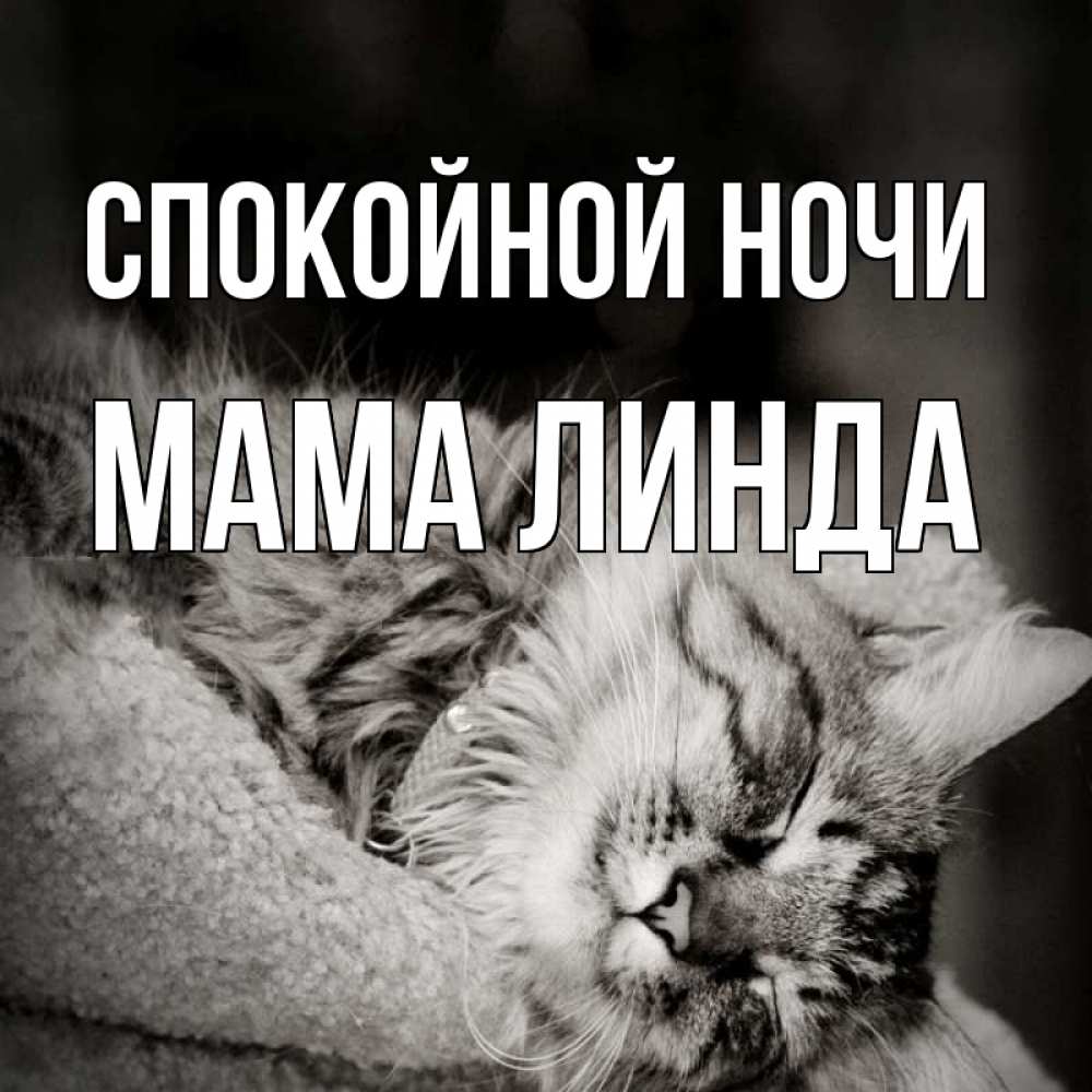 Открытка на каждый день с именем, Мама-Линда Спокойной ночи котярик пушистый Прикольная открытка с пожеланием онлайн скачать бесплатно 
