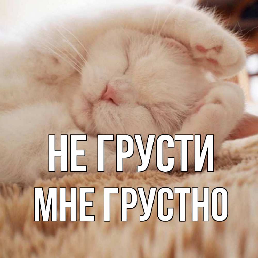 Открытка на каждый день с именем, Мне-грустно Не грусти белый кот Прикольная открытка с пожеланием онлайн скачать бесплатно 