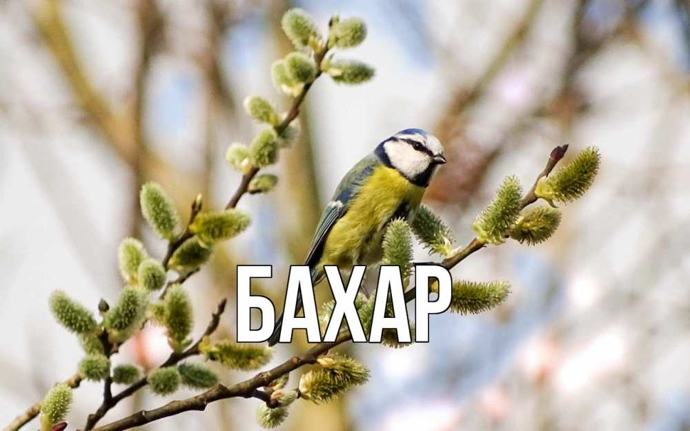 Открытка на каждый день с именем, Бахар Главная верба Прикольная открытка с пожеланием онлайн скачать бесплатно 