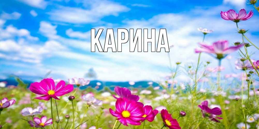 Открытка на каждый день с именем, Карина Главная поле цветов Прикольная открытка с пожеланием онлайн скачать бесплатно 
