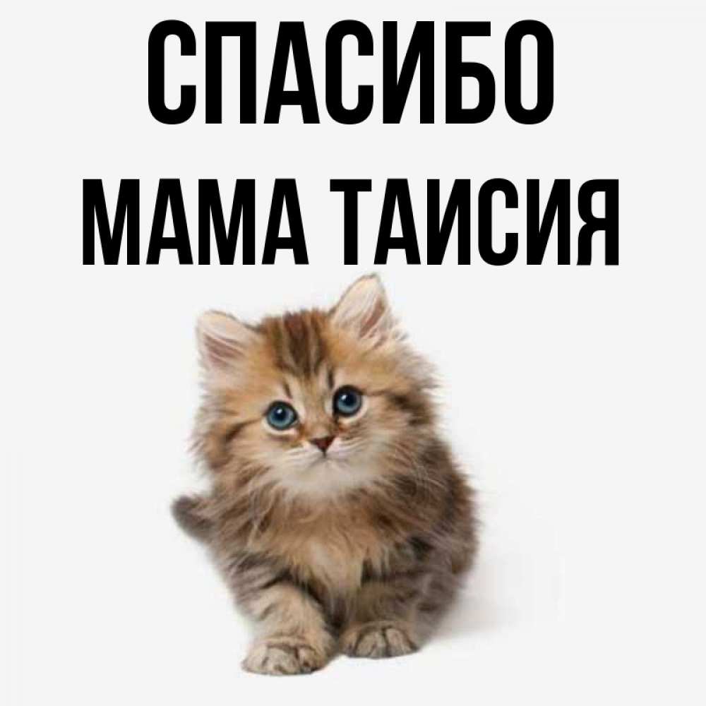 Открытка на каждый день с именем, Мама-Таисия Спасибо пушистый котик Прикольная открытка с пожеланием онлайн скачать бесплатно 