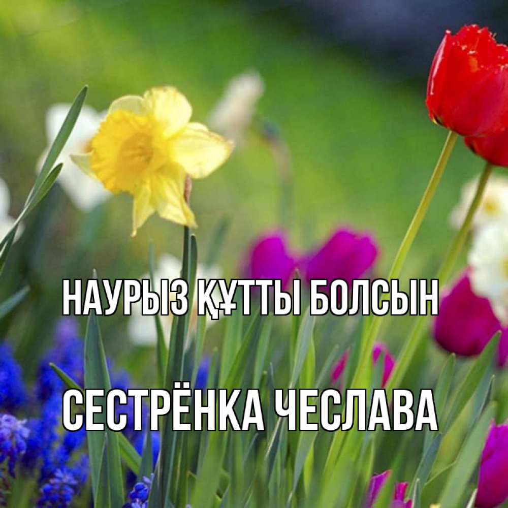 Открытка на каждый день с именем, Сестрёнка-Чеслава Наурыз құтты болсын наурыз  3 открытки Прикольная открытка с пожеланием онлайн скачать бесплатно 