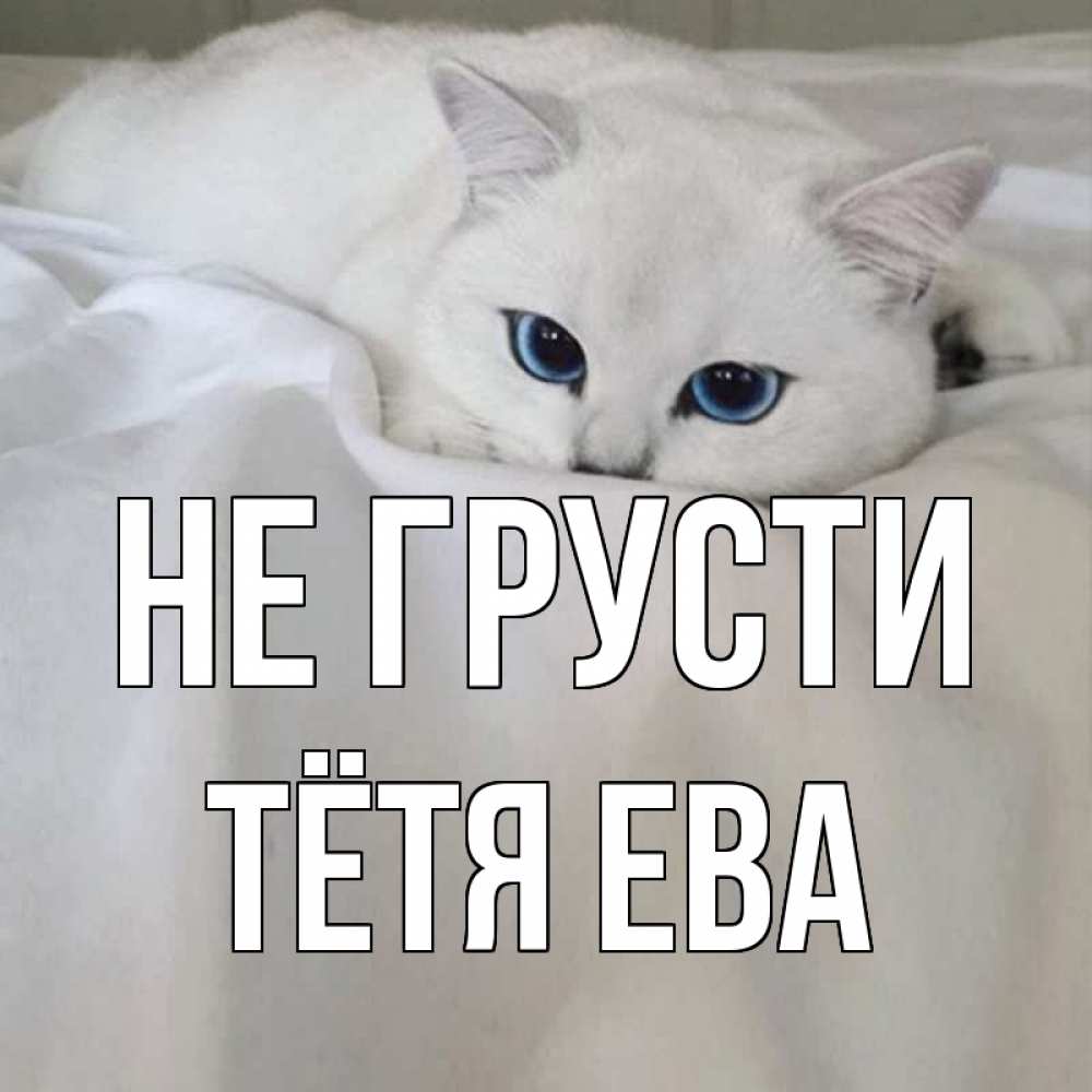 Открытка на каждый день с именем, Тётя-Ева Не грусти белый кот с голубыми глазами на белоснежной кровати Прикольная открытка с пожеланием онлайн скачать бесплатно 