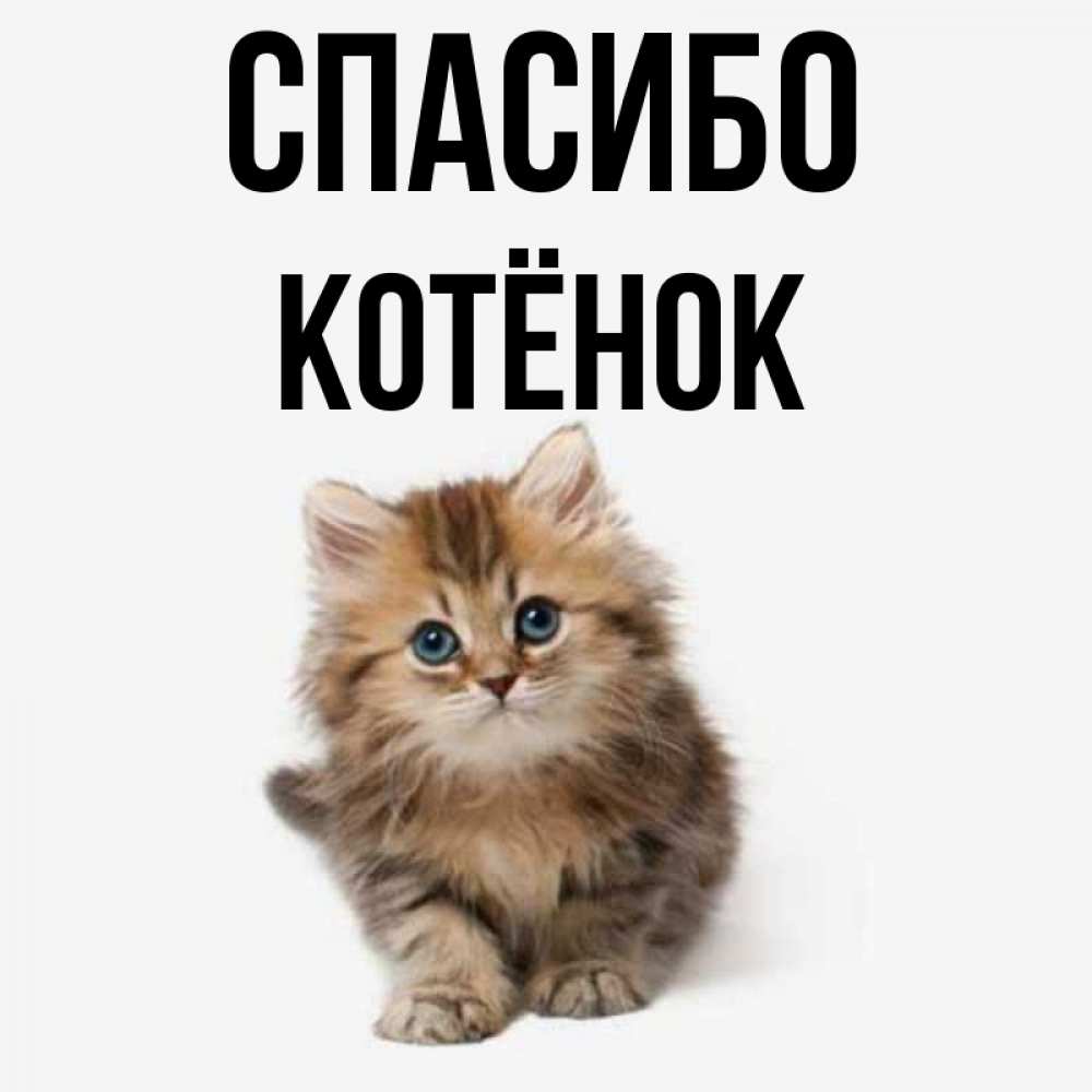 Котиков спасибо