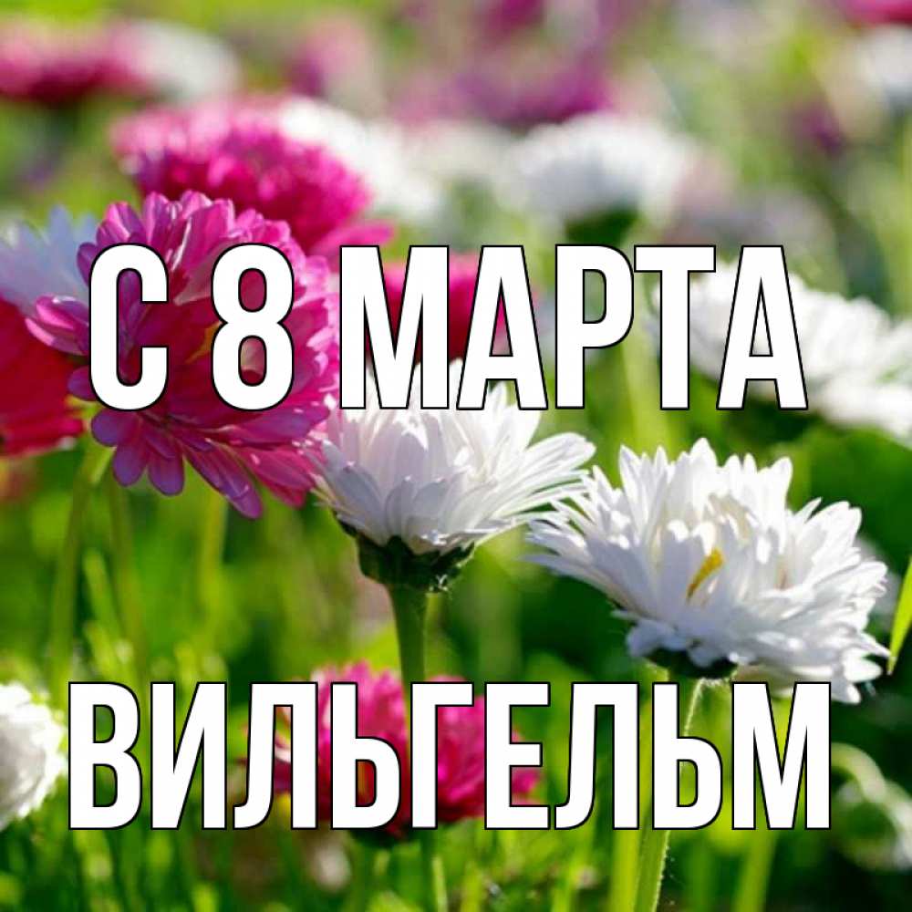 Открытка на каждый день с именем, Вильгельм С 8 МАРТА международный женский день 1 Прикольная открытка с пожеланием онлайн скачать бесплатно 