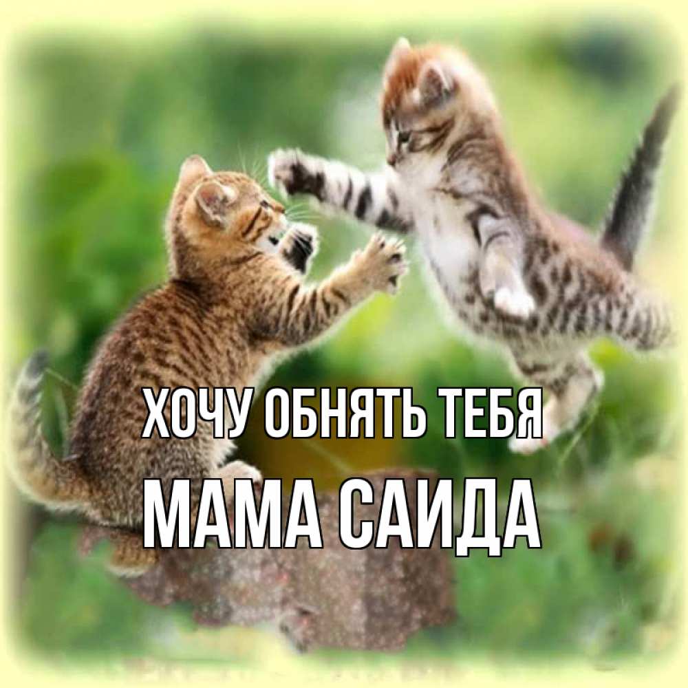 Открытка на каждый день с именем, Мама-Саида Хочу обнять тебя игры котят Прикольная открытка с пожеланием онлайн скачать бесплатно 