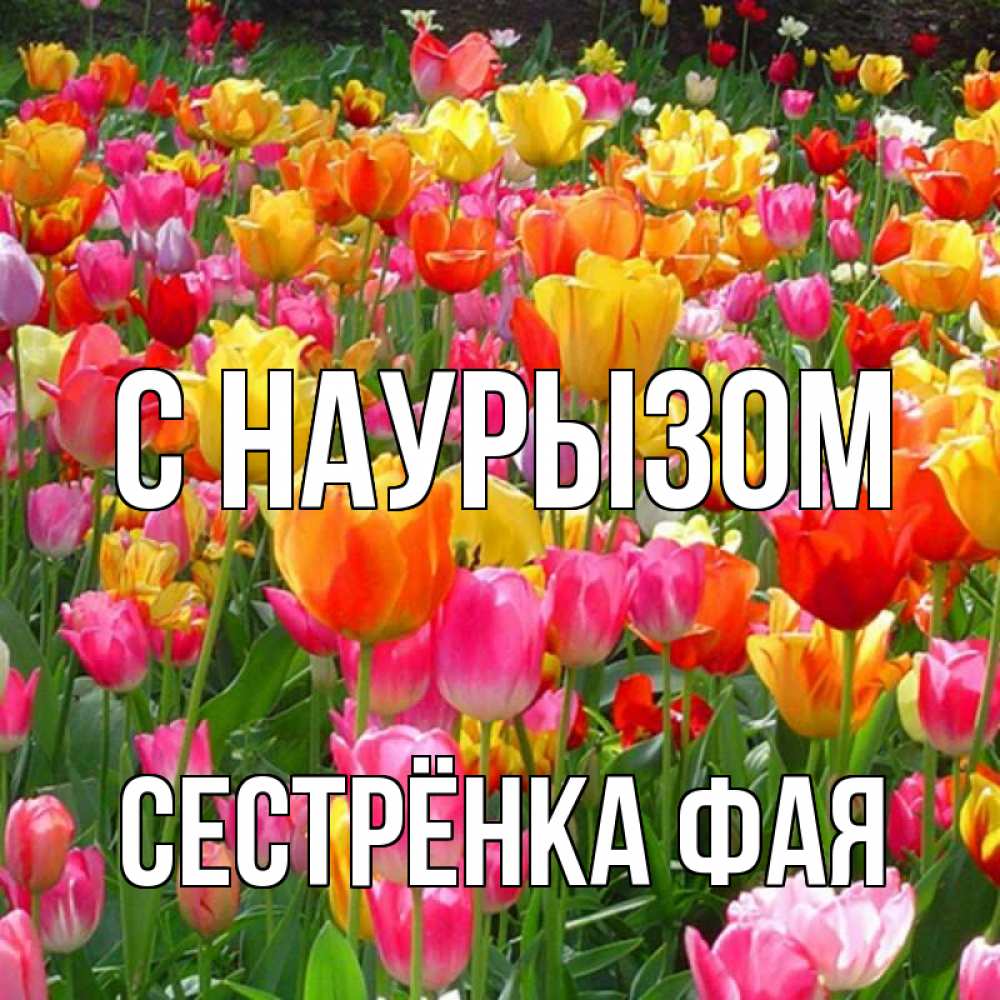 Открытка на каждый день с именем, Сестрёнка-Фая С наурызом праздник весны наурыз 4 Прикольная открытка с пожеланием онлайн скачать бесплатно 