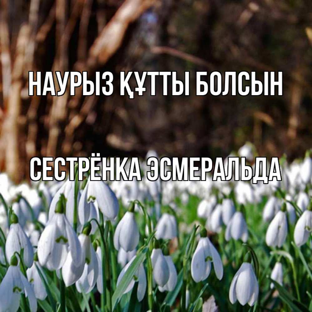 Открытка на каждый день с именем, Сестрёнка-Эсмеральда Наурыз құтты болсын с подснежниками 1 Прикольная открытка с пожеланием онлайн скачать бесплатно 