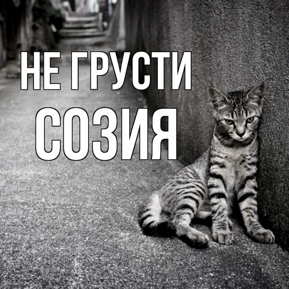 Открытка на каждый день с именем, Созия Не грусти скучающий котик Прикольная открытка с пожеланием онлайн скачать бесплатно 