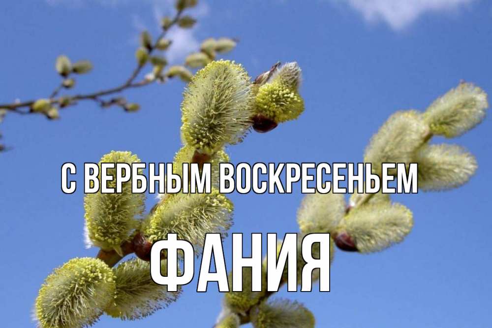 Открытка на каждый день с именем, Фания С вербным воскресеньем верба Прикольная открытка с пожеланием онлайн скачать бесплатно 