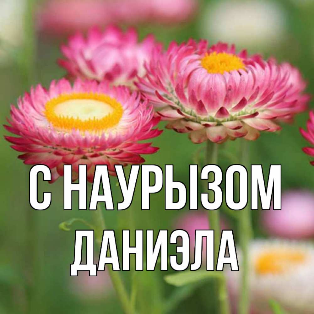 Открытка на каждый день с именем, Даниэла С наурызом подарок на международный женский день Прикольная открытка с пожеланием онлайн скачать бесплатно 