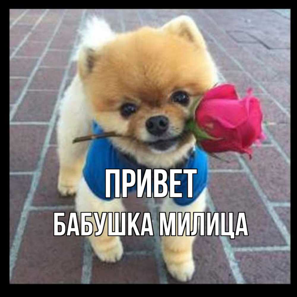 Открытка на каждый день с именем, Бабушка-Милица Привет роза в зубах у собаки Прикольная открытка с пожеланием онлайн скачать бесплатно 