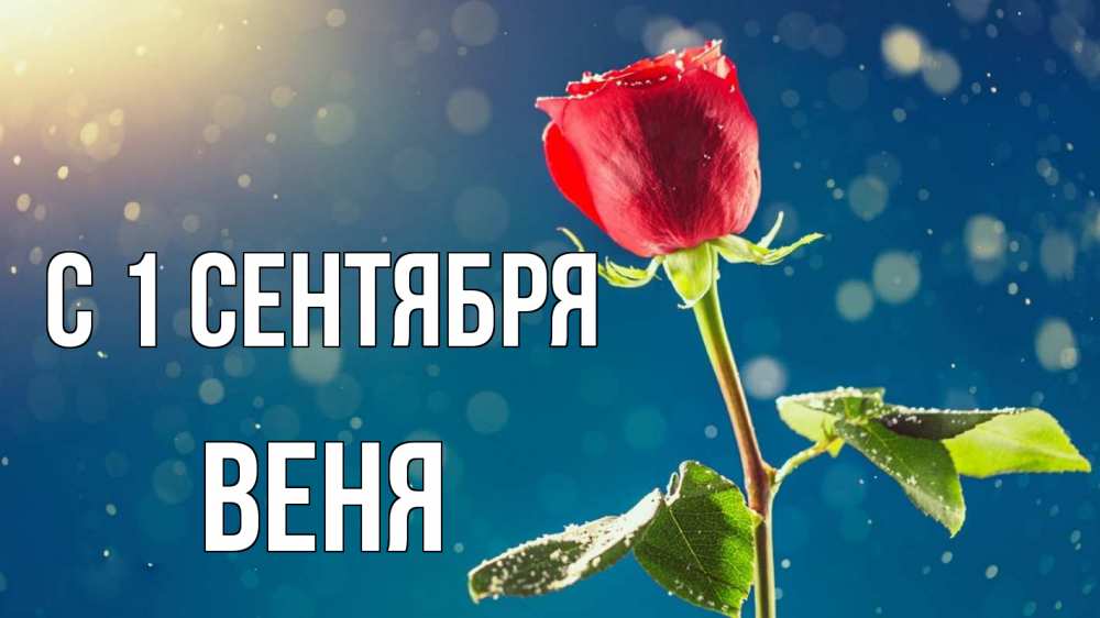 Открытка на каждый день с именем, Веня С 1 сентября с днем знаний Прикольная открытка с пожеланием онлайн скачать бесплатно 