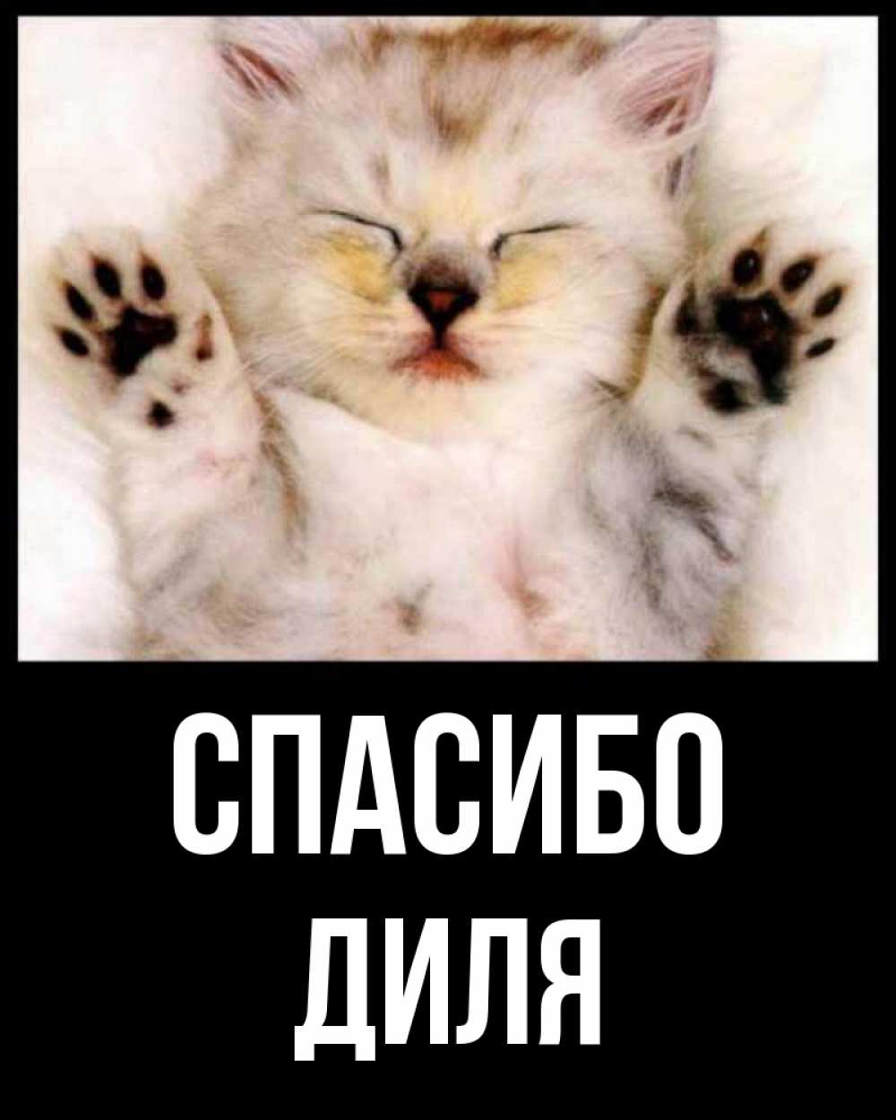 Открытка на каждый день с именем, Диля Спасибо маленький котенок Прикольная открытка с пожеланием онлайн скачать бесплатно 