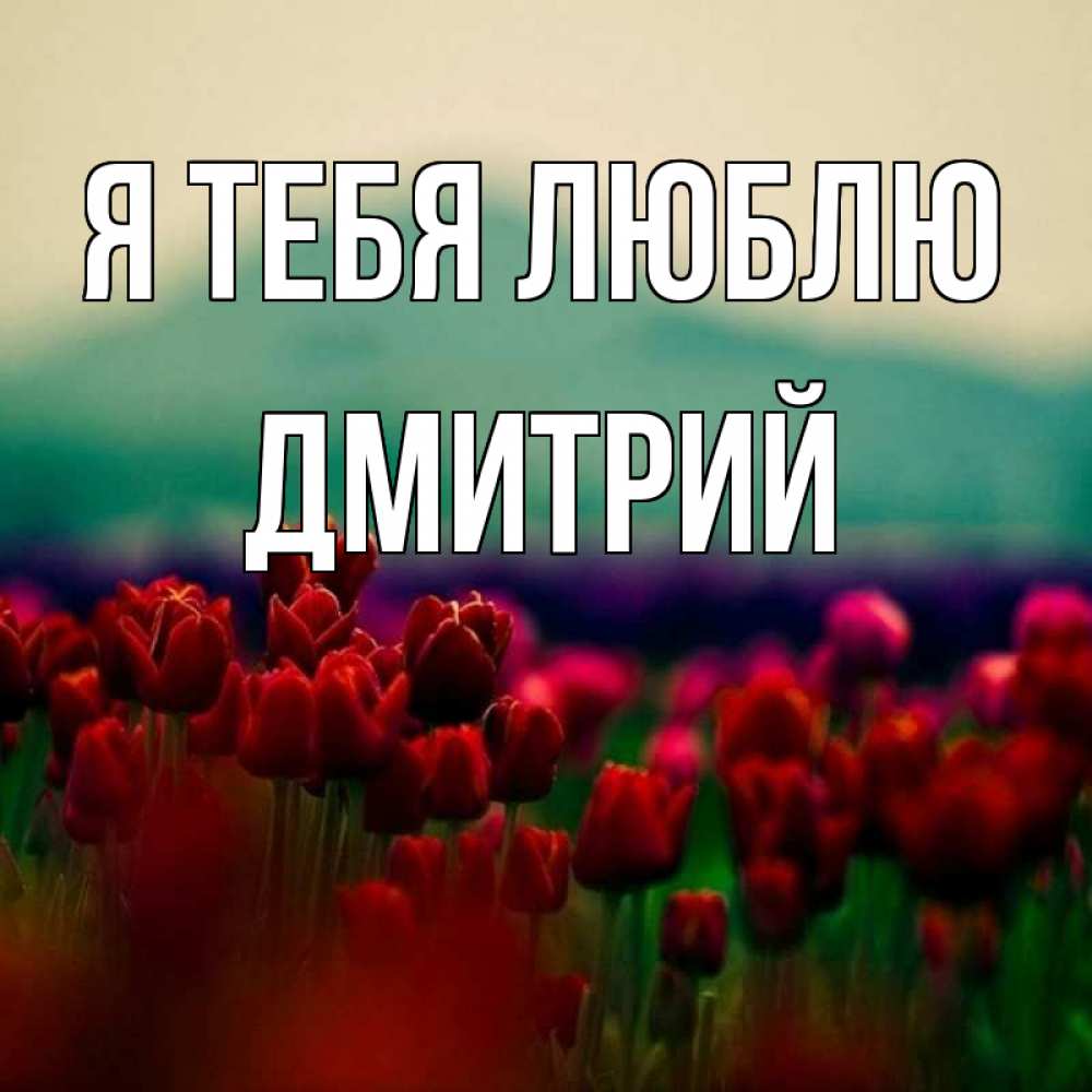 Открытка на каждый день с именем, Дмитрий Я тебя люблю тюльпаны 4 Прикольная открытка с пожеланием онлайн скачать бесплатно 