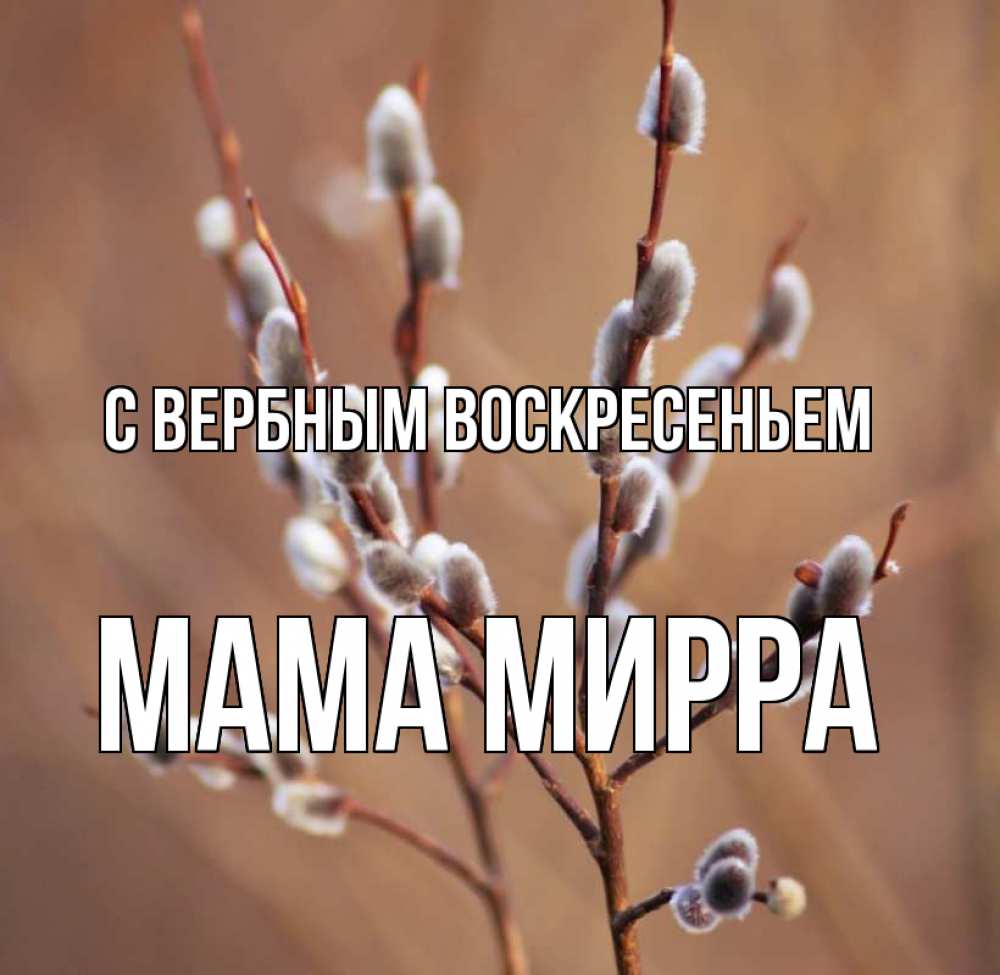 Открытка на каждый день с именем, Мама-Мирра С вербным воскресеньем верба Прикольная открытка с пожеланием онлайн скачать бесплатно 