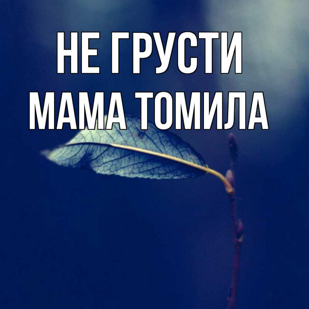 Открытка на каждый день с именем, Мама-Томила Не грусти растение Прикольная открытка с пожеланием онлайн скачать бесплатно 