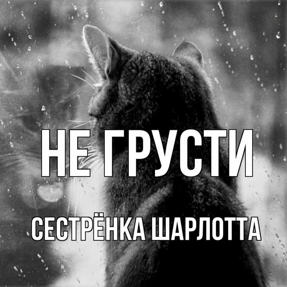 Открытка на каждый день с именем, Сестрёнка-Шарлотта Не грусти отражение кота 1 Прикольная открытка с пожеланием онлайн скачать бесплатно 