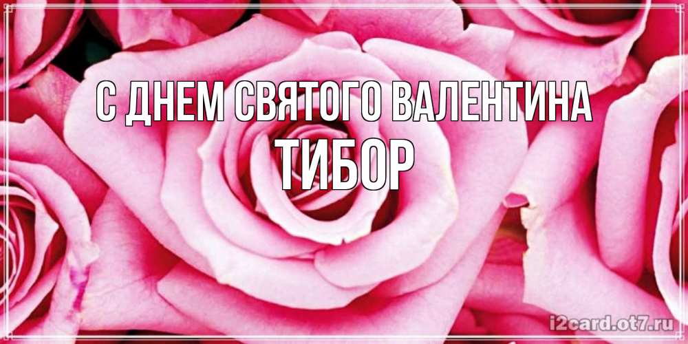 Открытка на каждый день с именем, Тибор С днем Святого Валентина роза розовая на день Святого Валентина Прикольная открытка с пожеланием онлайн скачать бесплатно 