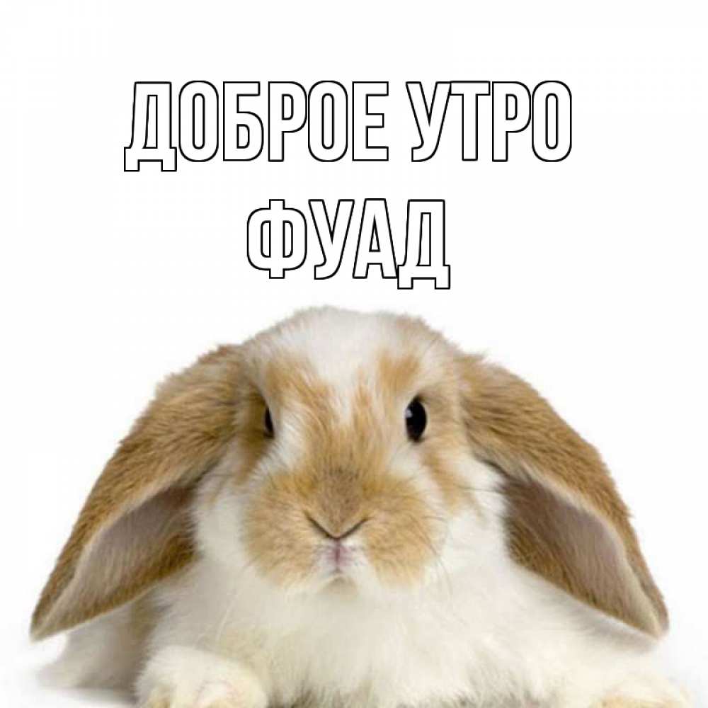 Открытка на каждый день с именем, Фуад Доброе утро прикольные открытки на каждый день Прикольная открытка с пожеланием онлайн скачать бесплатно 