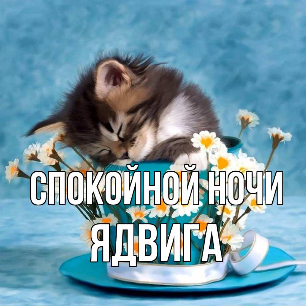Открытка на каждый день с именем, Ядвига Спокойной ночи котенок спит в кружке с блюдцем Прикольная открытка с пожеланием онлайн скачать бесплатно 