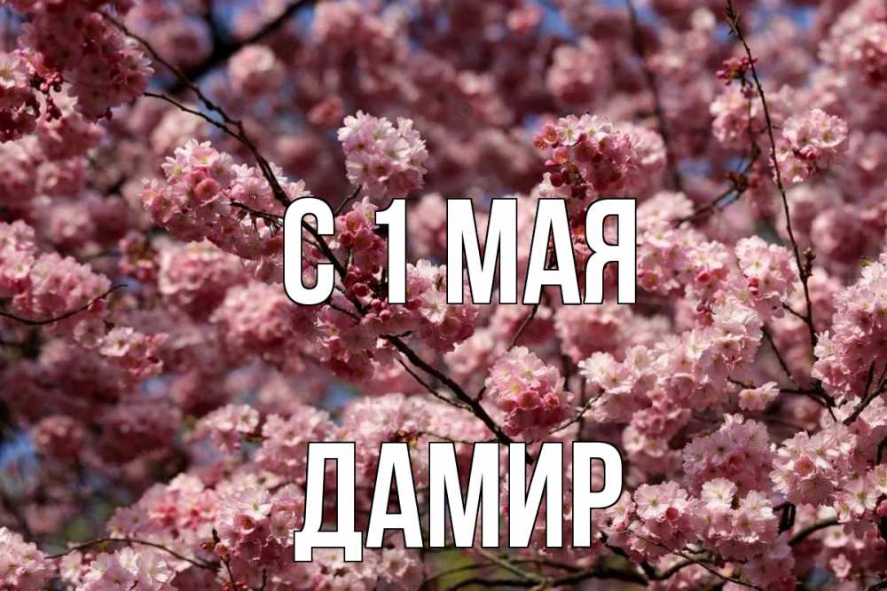 Открытка на каждый день с именем, Дамир С 1 мая С 1 мая Прикольная открытка с пожеланием онлайн скачать бесплатно 