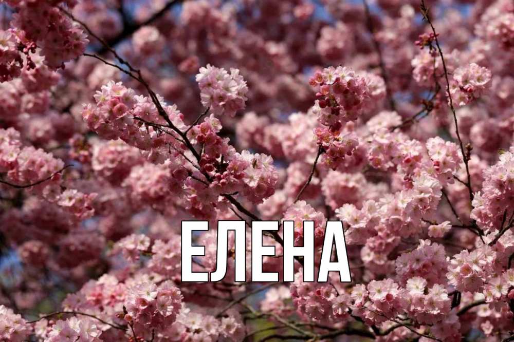 Открытка на каждый день с именем, Елена Главная С 1 мая Прикольная открытка с пожеланием онлайн скачать бесплатно 