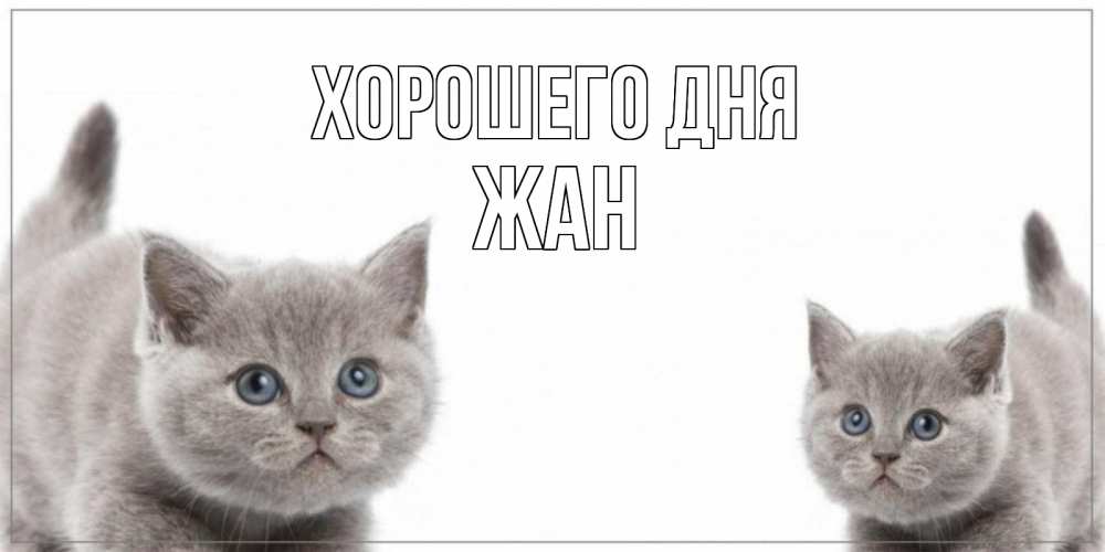 Открытка на каждый день с именем, Жан Хорошего дня открытка с котами Прикольная открытка с пожеланием онлайн скачать бесплатно 