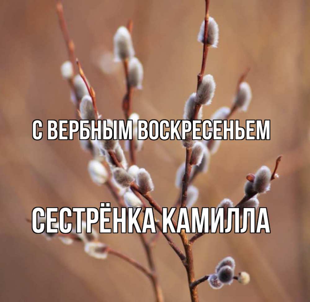 Открытка на каждый день с именем, Сестрёнка-Камилла С вербным воскресеньем верба Прикольная открытка с пожеланием онлайн скачать бесплатно 