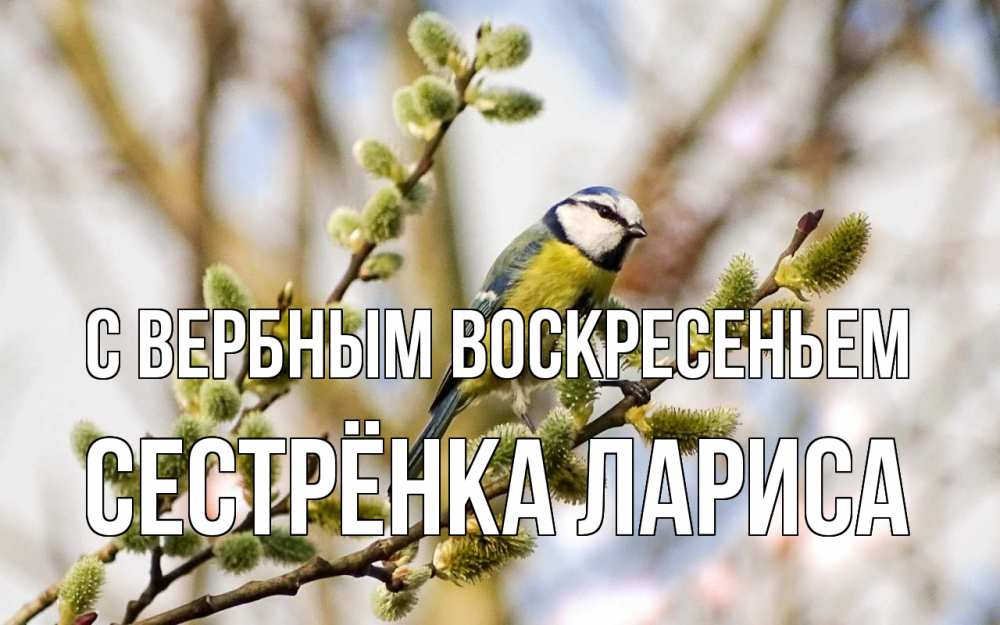 Открытка на каждый день с именем, Сестрёнка-Лариса С вербным воскресеньем верба Прикольная открытка с пожеланием онлайн скачать бесплатно 