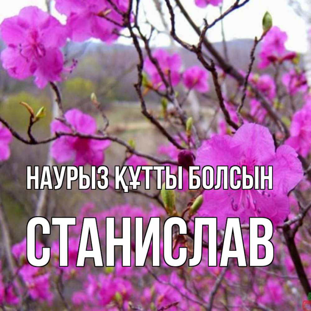 Открытка на каждый день с именем, Станислав Наурыз құтты болсын наурыз мейрамы кутты болсын Прикольная открытка с пожеланием онлайн скачать бесплатно 