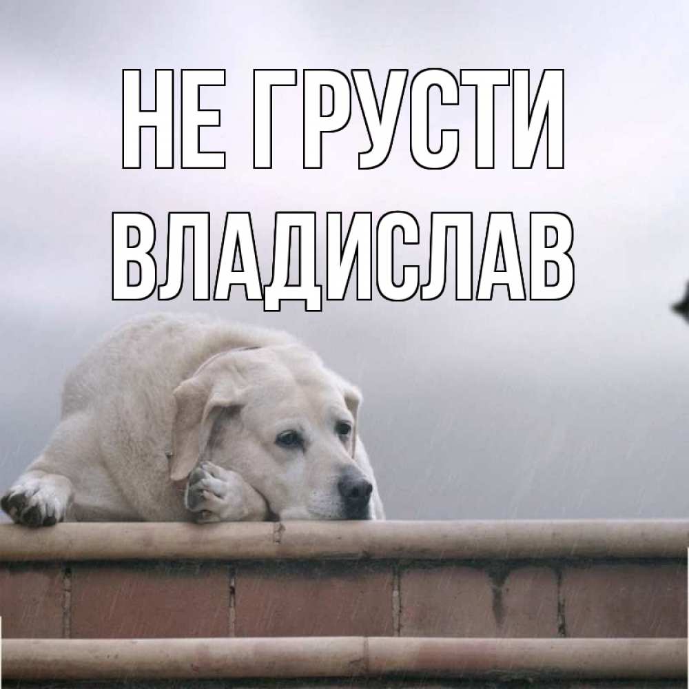 Открытка на каждый день с именем, Владислав Не грусти белый пес 1 Прикольная открытка с пожеланием онлайн скачать бесплатно 