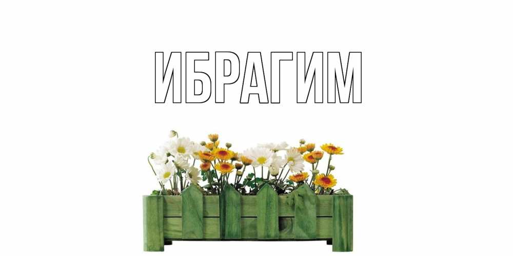 Открытка на каждый день с именем, Ибрагим Главная цветы Прикольная открытка с пожеланием онлайн скачать бесплатно 