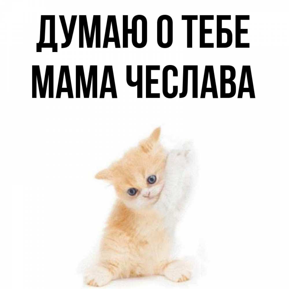 Открытка на каждый день с именем, Мама-Чеслава Думаю о тебе зверушки и милота Прикольная открытка с пожеланием онлайн скачать бесплатно 