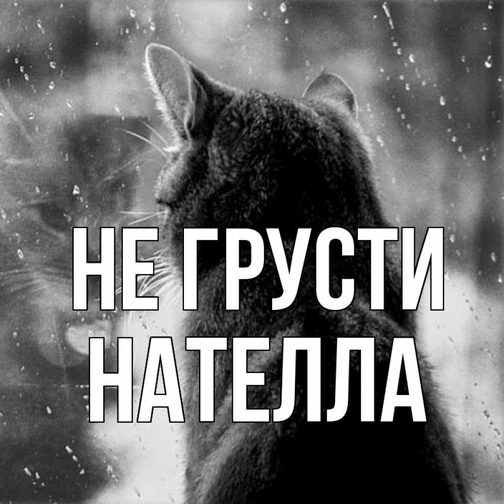 Открытка на каждый день с именем, Нателла Не грусти отражение кота 1 Прикольная открытка с пожеланием онлайн скачать бесплатно 