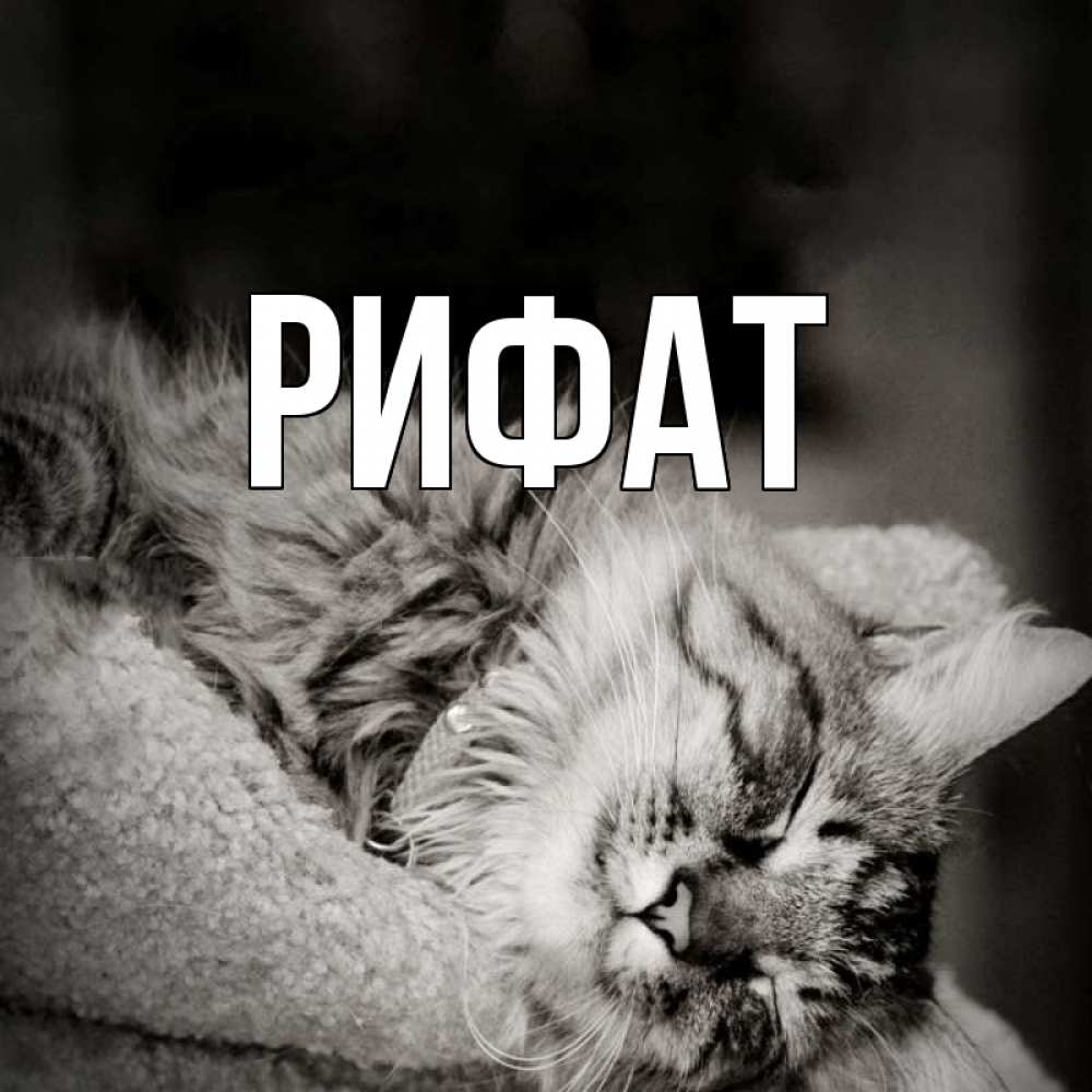 Открытка на каждый день с именем, Рифат Главная котярик пушистый Прикольная открытка с пожеланием онлайн скачать бесплатно 
