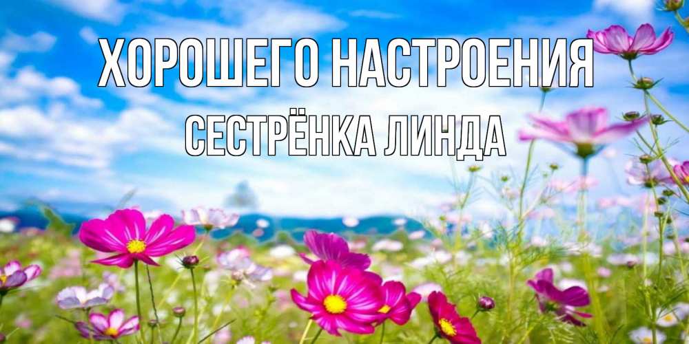 Открытка на каждый день с именем, Сестрёнка-Линда Хорошего настроения поле цветов Прикольная открытка с пожеланием онлайн скачать бесплатно 