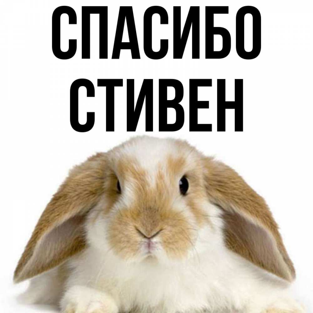 Открытка на каждый день с именем, Стивен Спасибо коричнево белый заяц Прикольная открытка с пожеланием онлайн скачать бесплатно 