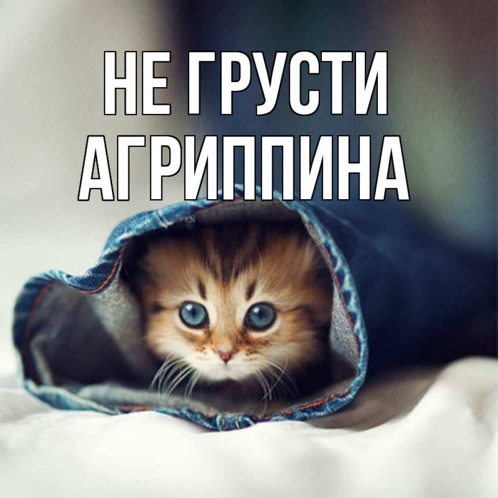 Открытка на каждый день с именем, Агриппина Не грусти кот в одежде Прикольная открытка с пожеланием онлайн скачать бесплатно 