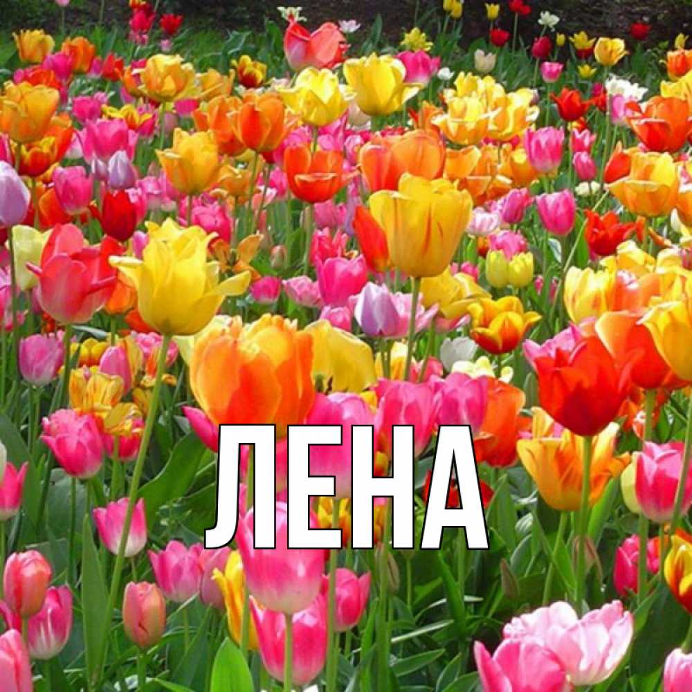 Открытка на каждый день с именем, Лена Главная на международный женский день Прикольная открытка с пожеланием онлайн скачать бесплатно 