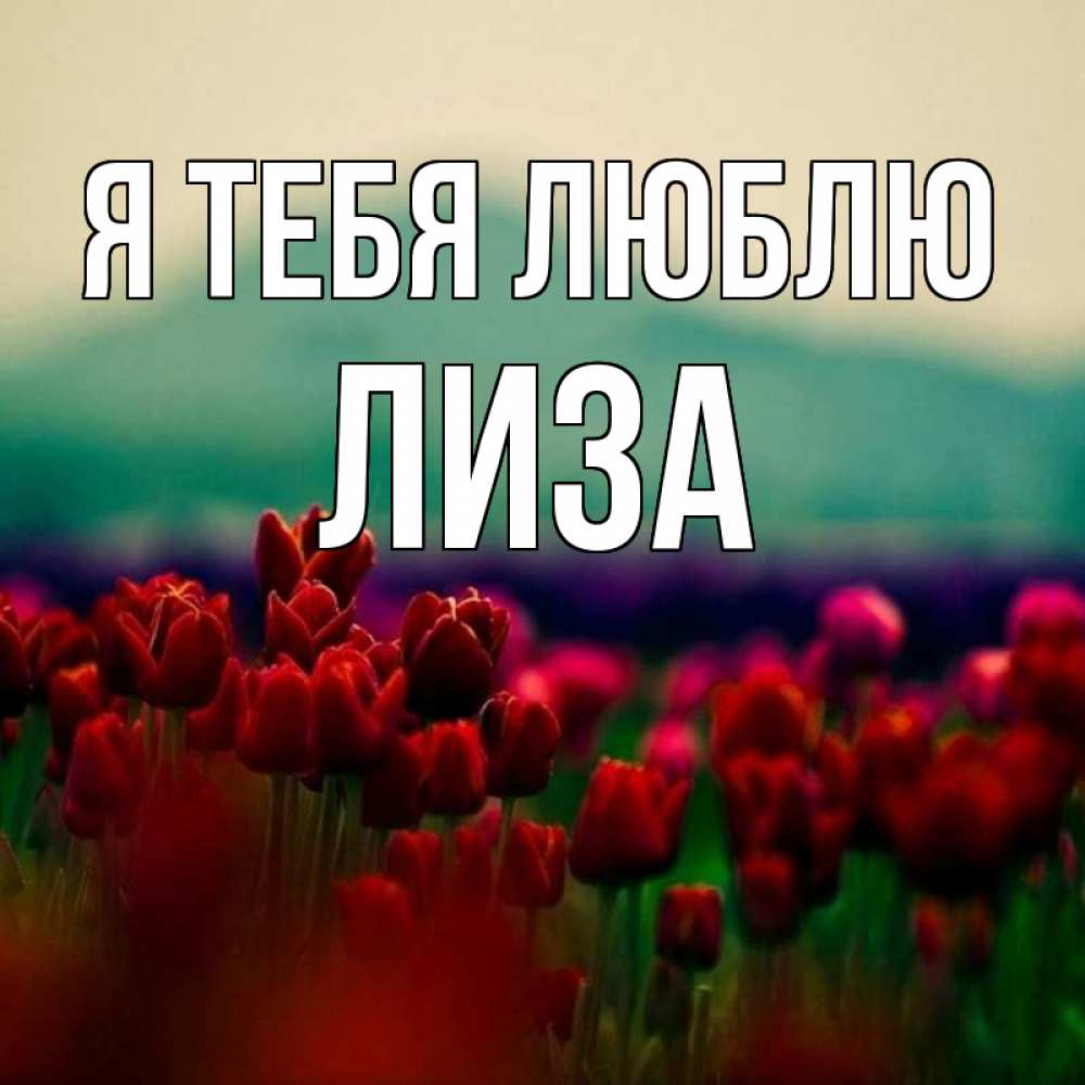 Открытка на каждый день с именем, Лиза Я тебя люблю тюльпаны 4 Прикольная открытка с пожеланием онлайн скачать бесплатно 