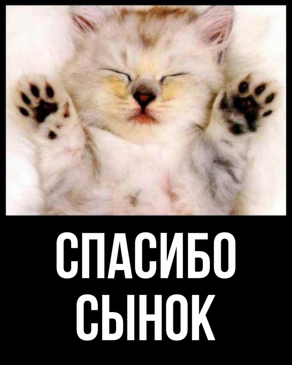 Открытка на каждый день с именем, Сынок Спасибо маленький котенок Прикольная открытка с пожеланием онлайн скачать бесплатно 