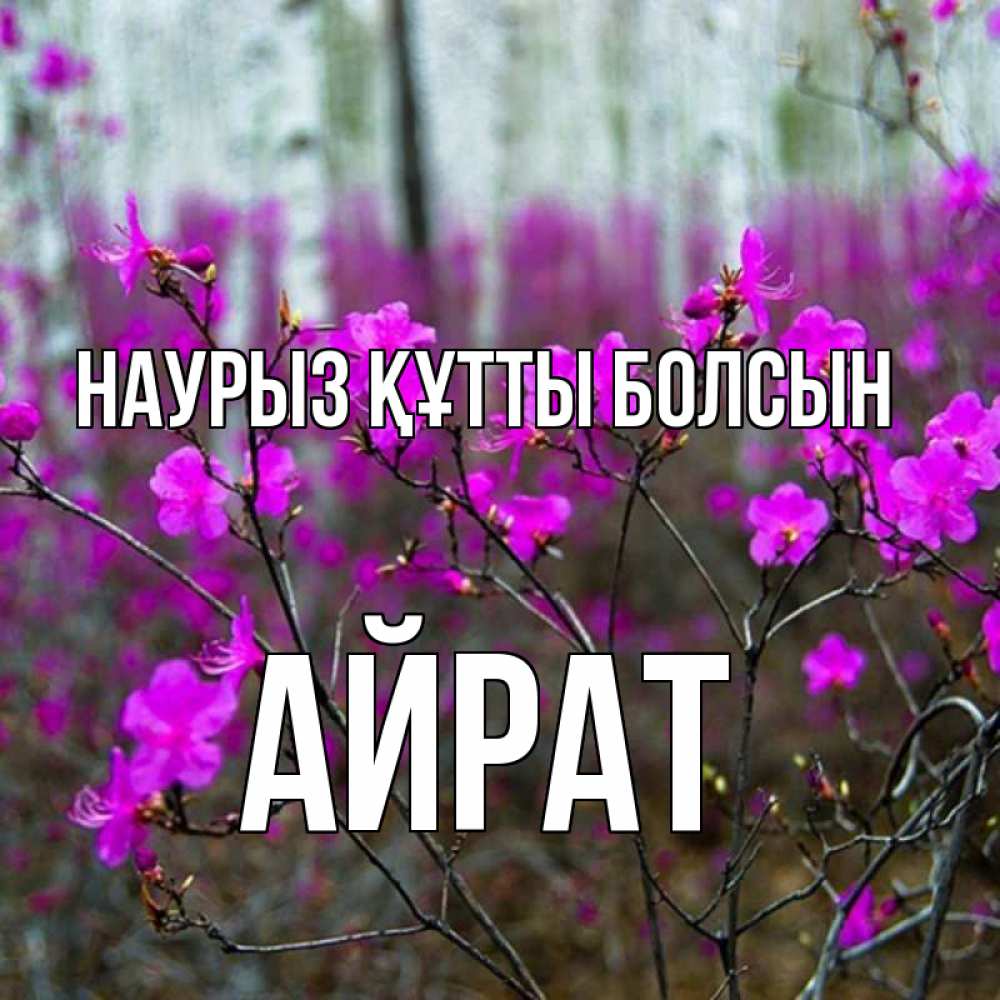 Открытка на каждый день с именем, Айрат Наурыз құтты болсын дикие цветы Прикольная открытка с пожеланием онлайн скачать бесплатно 