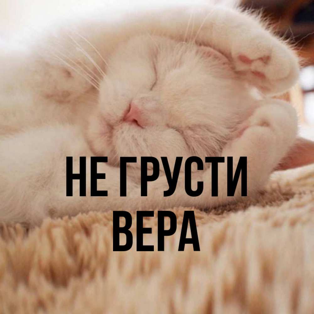 Открытка на каждый день с именем, Вера Не грусти Котенок спит Прикольная открытка с пожеланием онлайн скачать бесплатно 