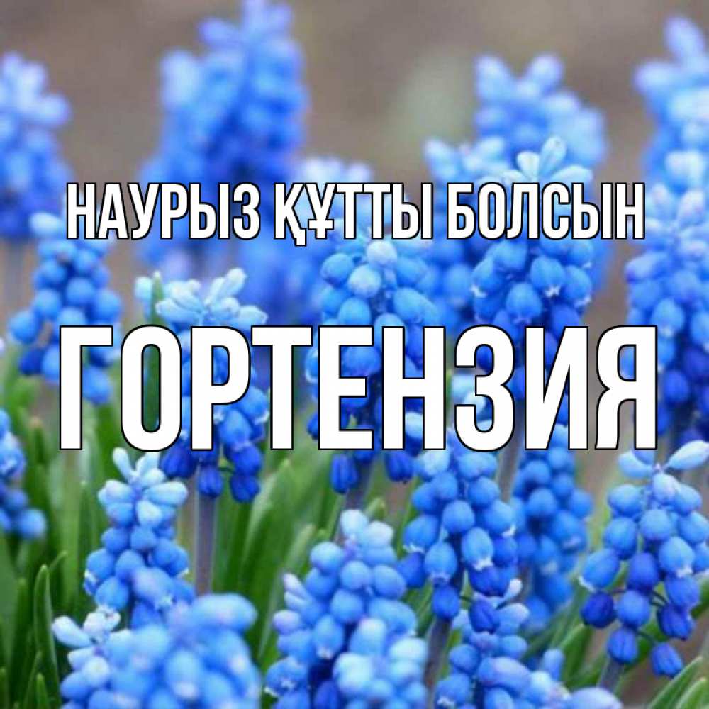 Открытка на каждый день с именем, Гортензия Наурыз құтты болсын Поздравительная открытка для женщин с цветами на праздничную дату Прикольная открытка с пожеланием онлайн скачать бесплатно 
